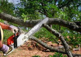 Best Leaf Removal  in Wyldwood, TX
