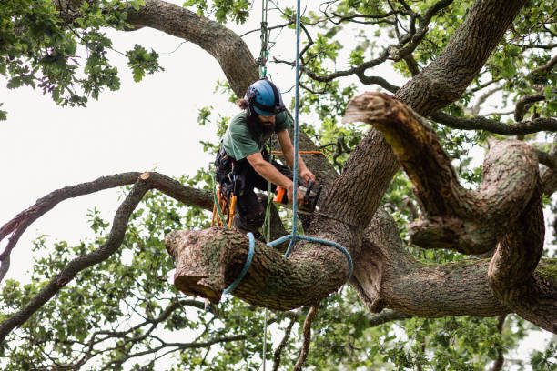 How Our Tree Care Process Works  in  Wyldwood, TX