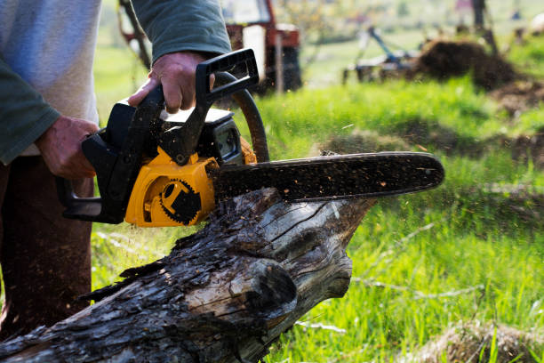 Wyldwood, TX Tree Care Company